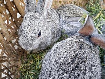 开放RPG《Elin》开发版更新 启动创新单方块模式